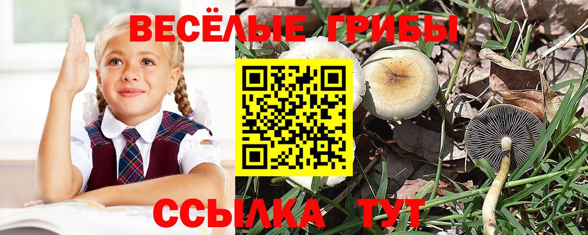 купить наркоту  Псилоцибиновые грибы Psilocybe  Вход с VPN  Псилоцибиновые грибы Psilocybe  Санкт-Петербург 